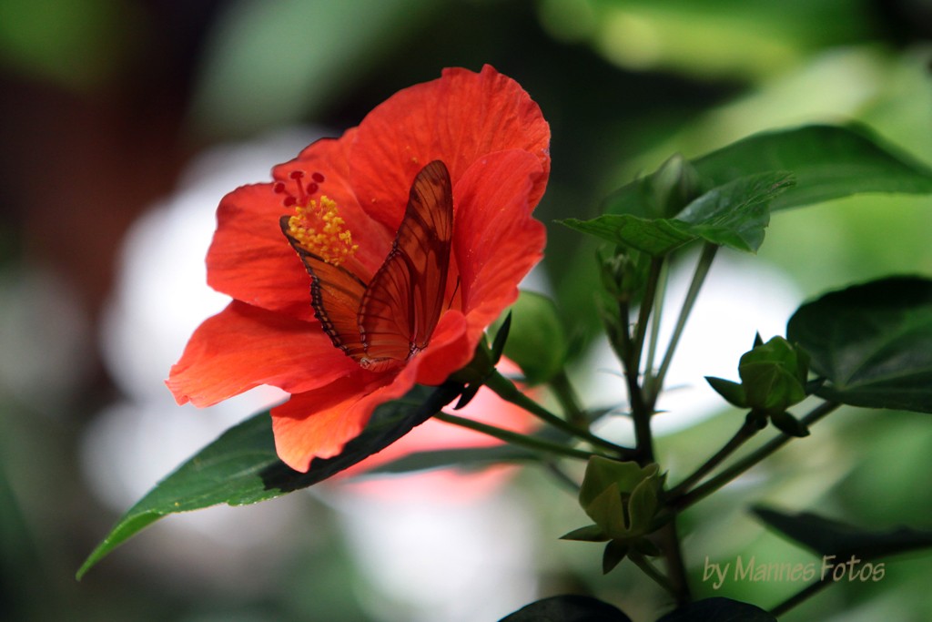 Julia Dryas in Hibiskusblüte