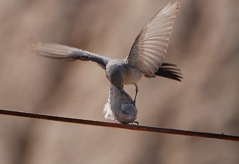 Vogelhochzeit
