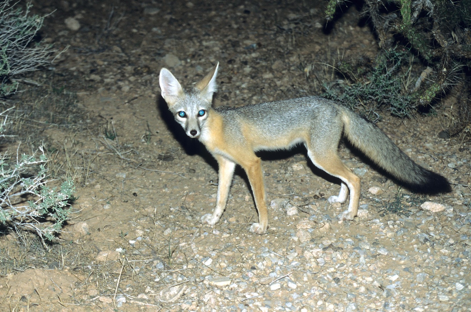 Neugieriger Wüstenfuchs