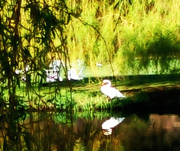 Schwan am See
