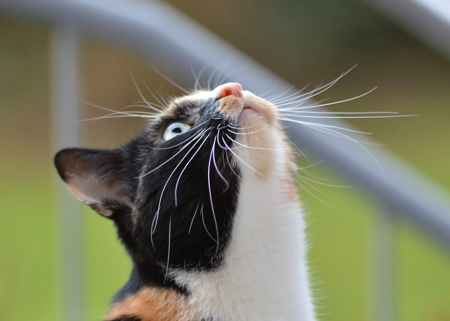 Wo ist das Vögelchen...?