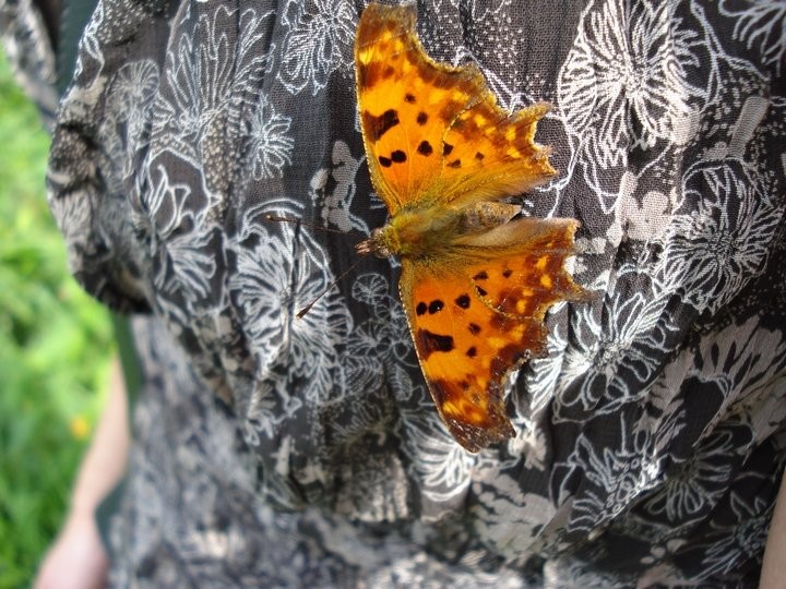 Kostenlose Anstecknadel