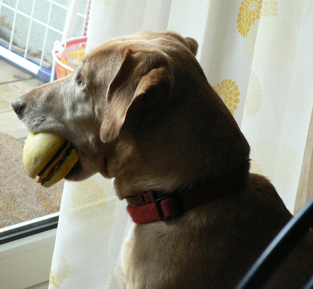 Opfer von Kommisar Rex