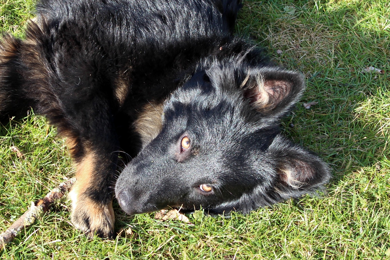 Kara, 7 Monate jung.....