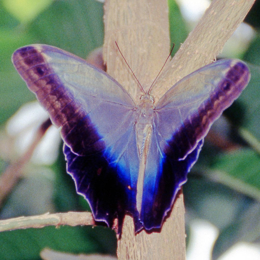 Schmetterling