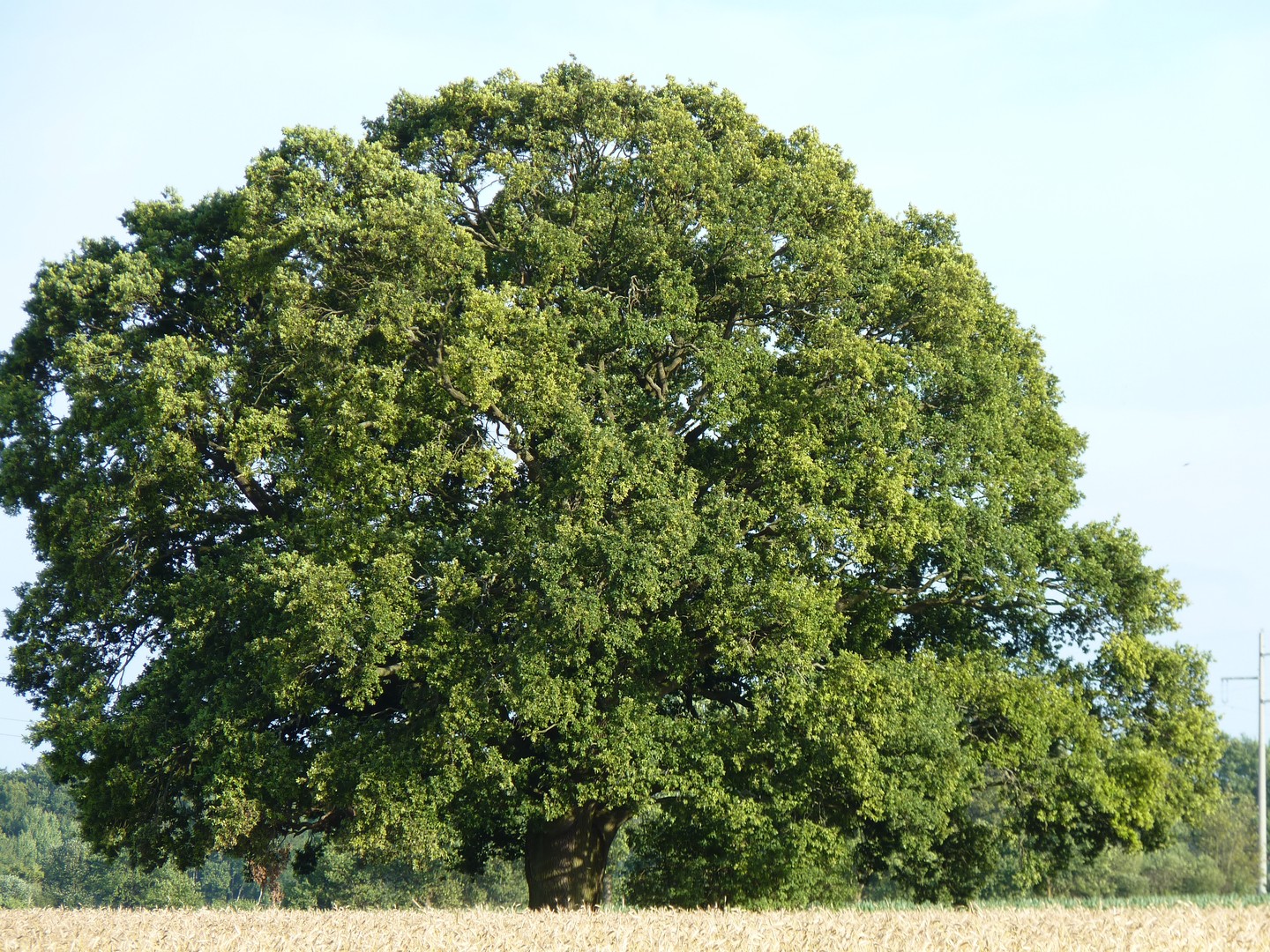 gewaltige Eiche in der Nordheide
