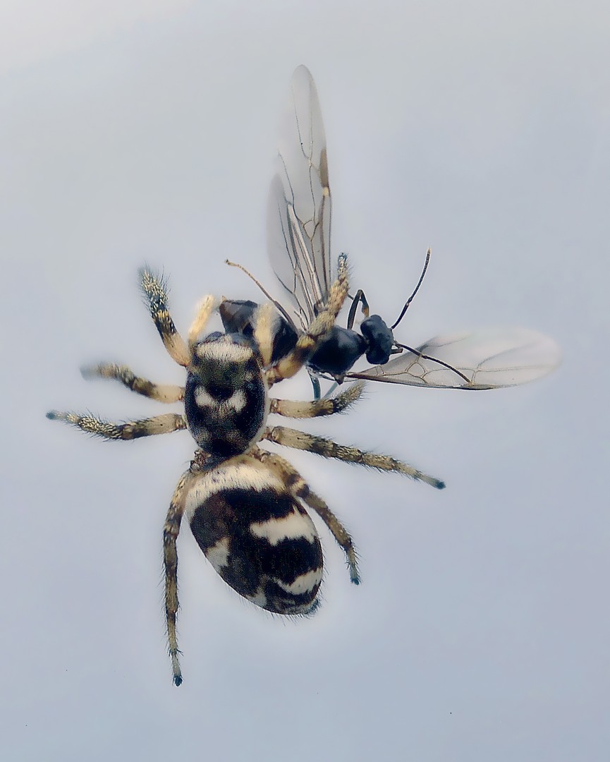 Spinne & Fliege