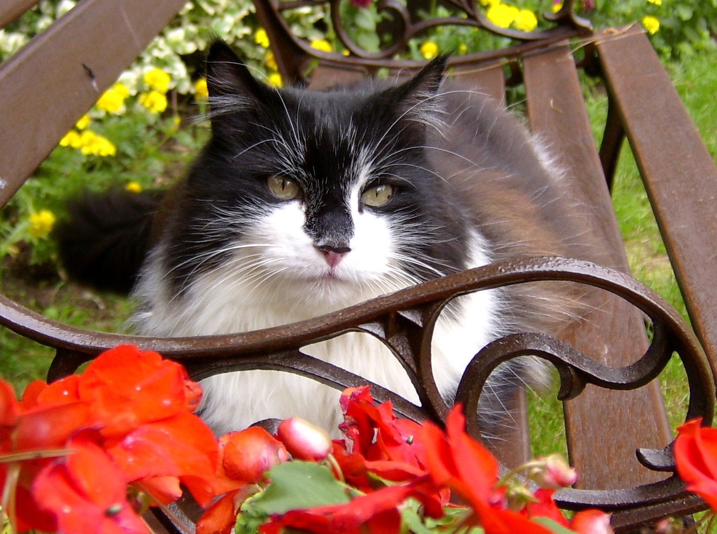 Felix (Maine Coon)