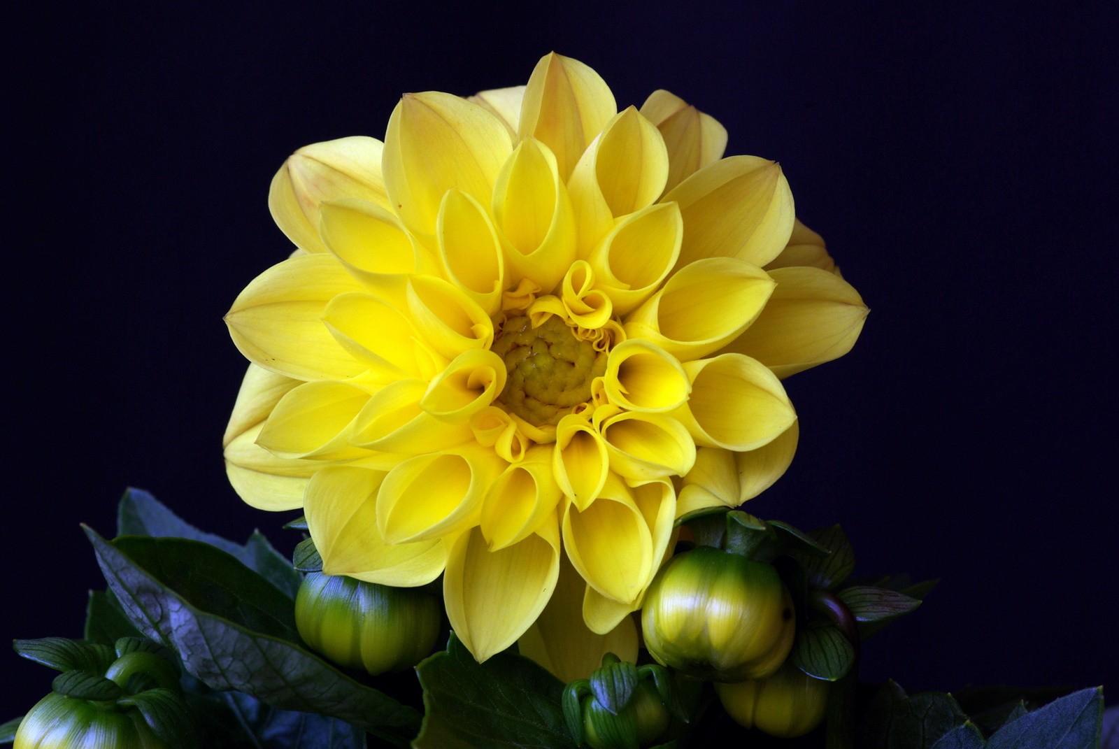 Dahlie die zweite