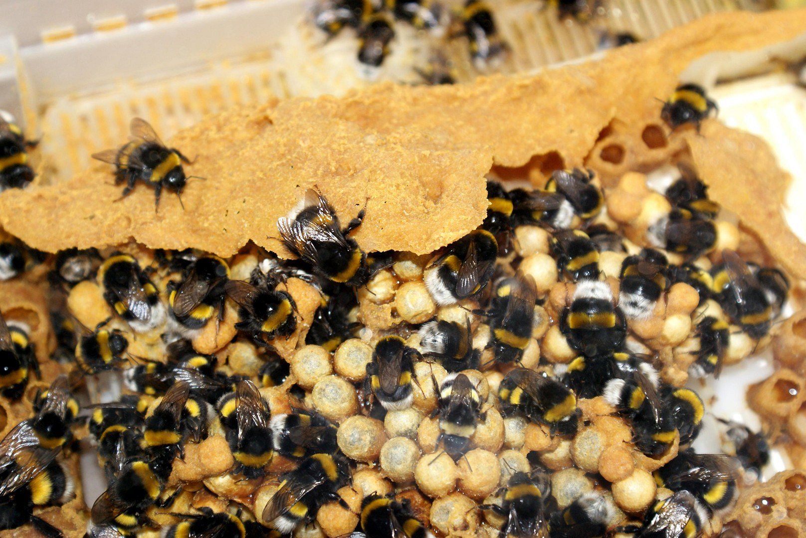 hummel hummel