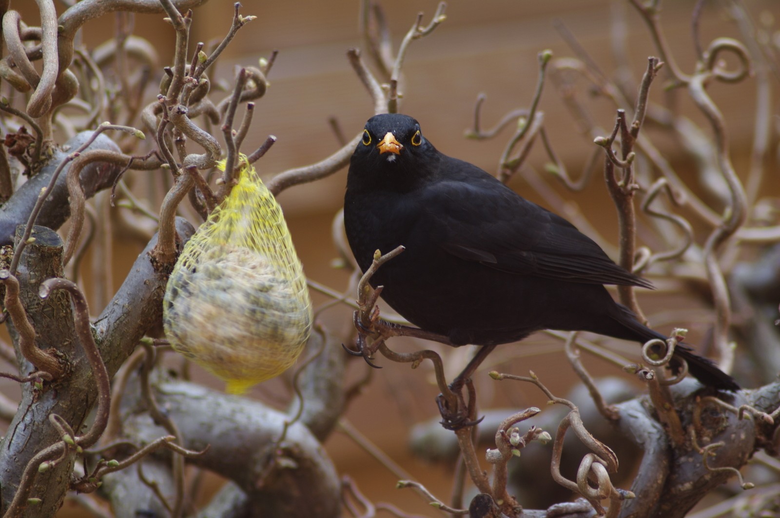 Amsel bei der Fütterung