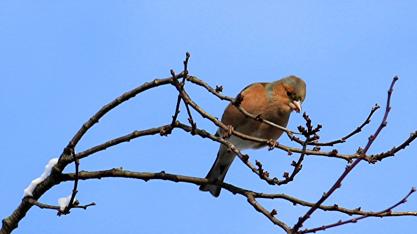 Wo ist das Vögelchen ?