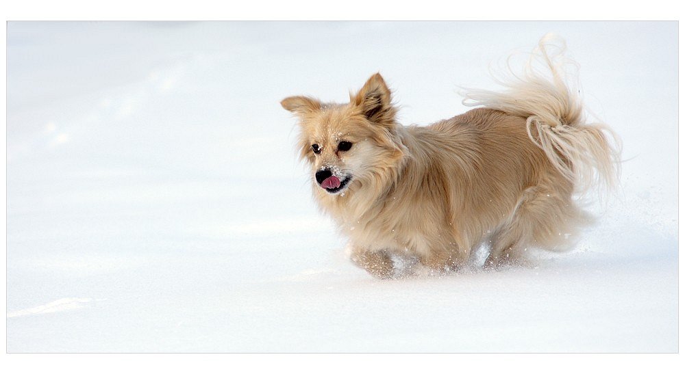 Schnee-Hund