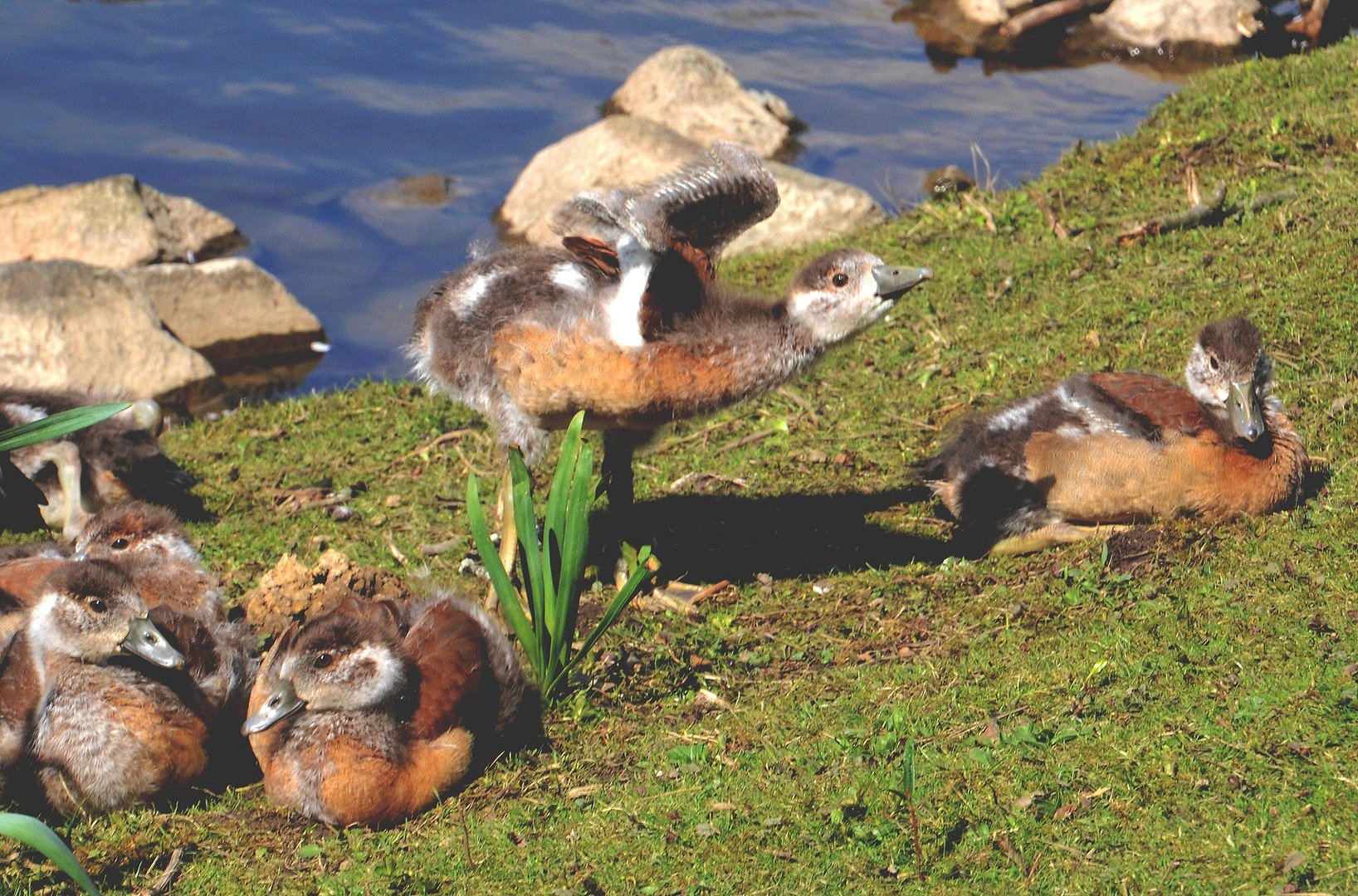 ich will, ich will, ich will ... endlich fliegen!!!!