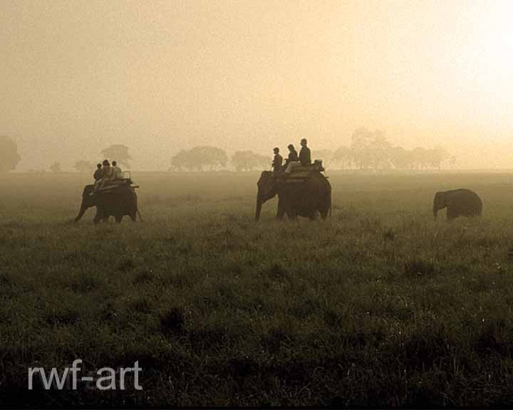 Morgenstimmung im Kaziranga Nationalpark in Assam / Nordostindien