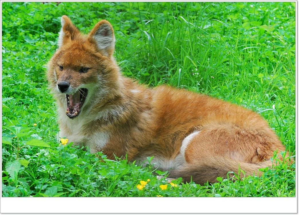 Zahnschmerzen habe ich nicht ....