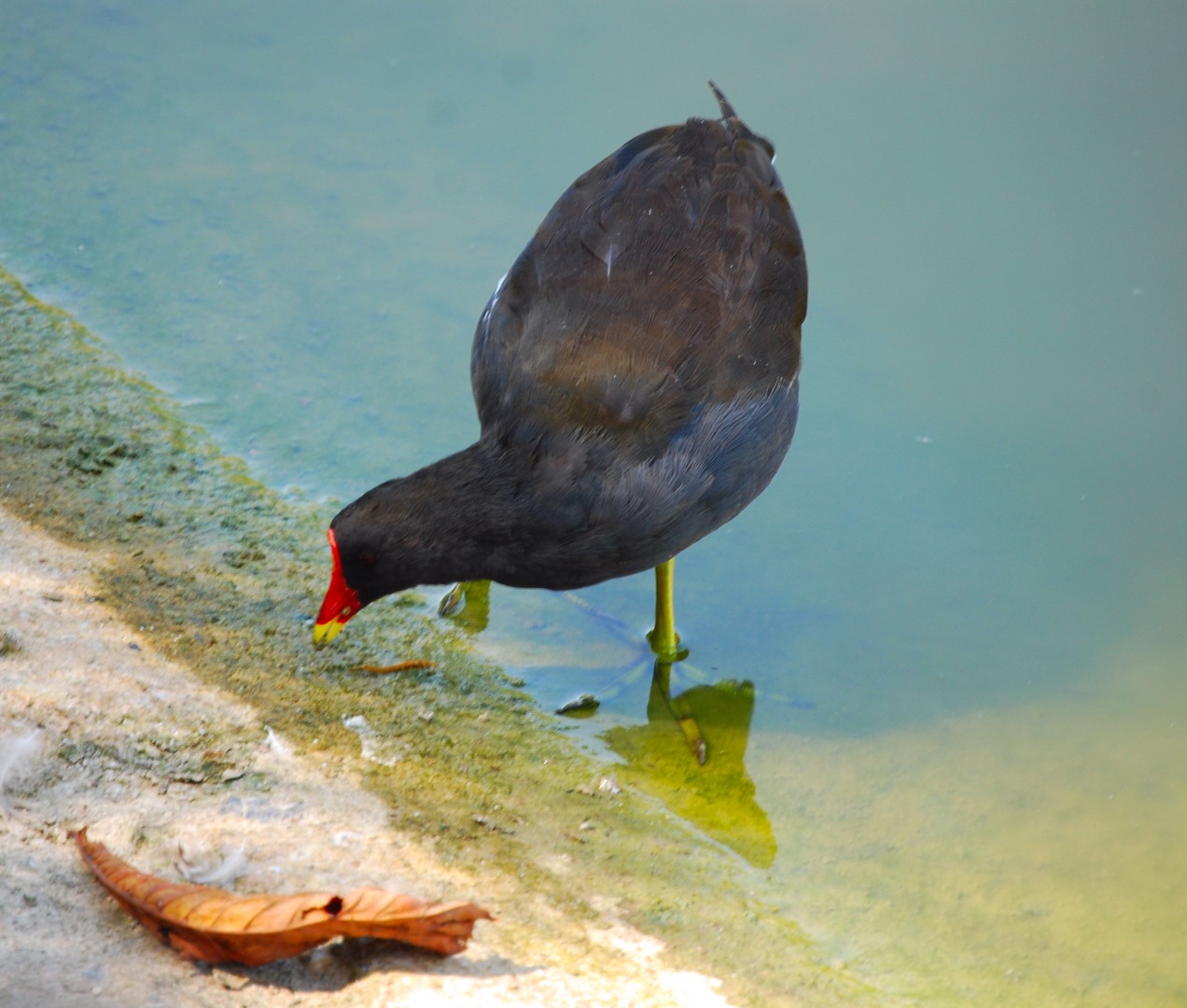 Oiseau.