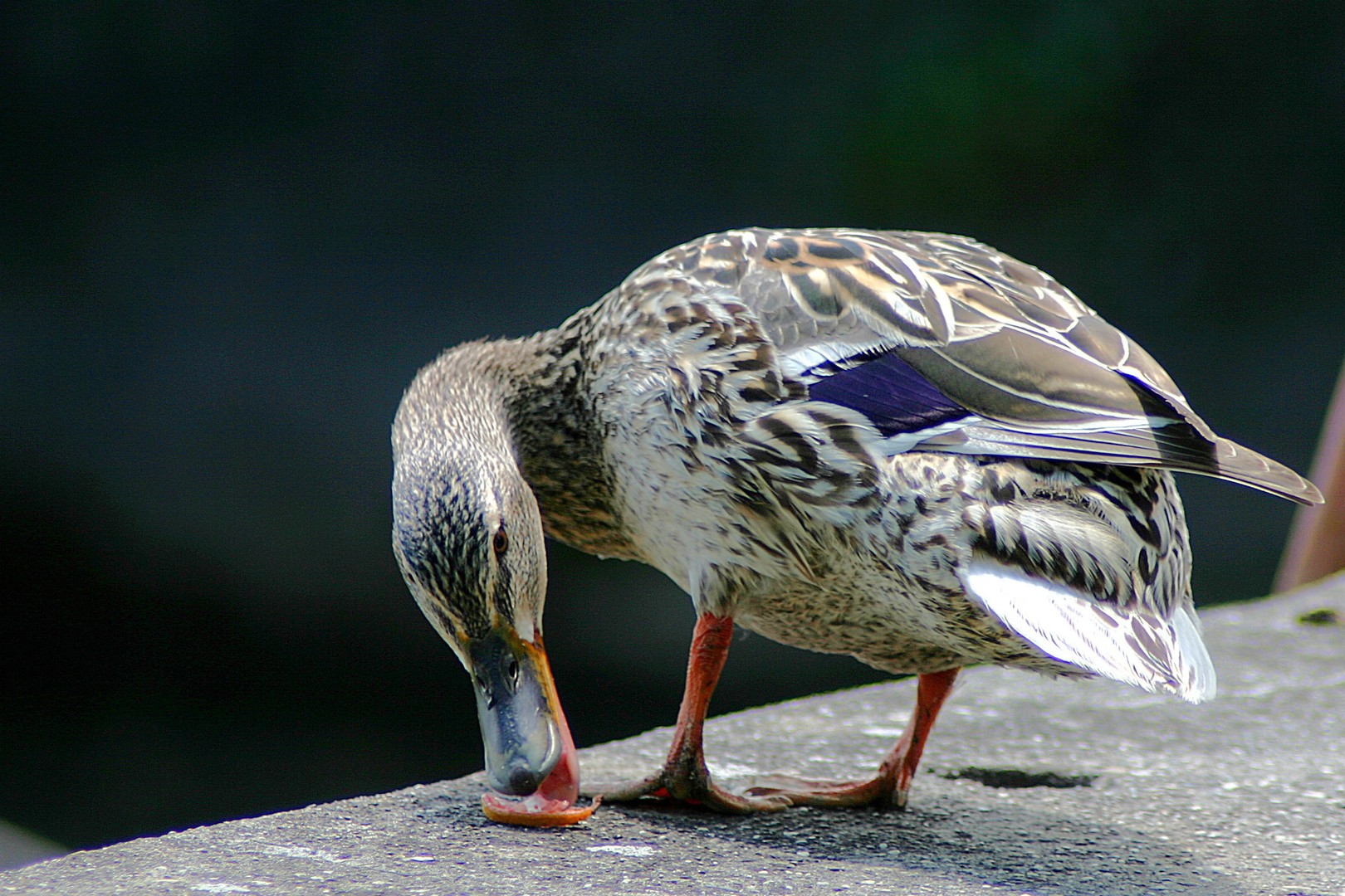 Ente gut ...