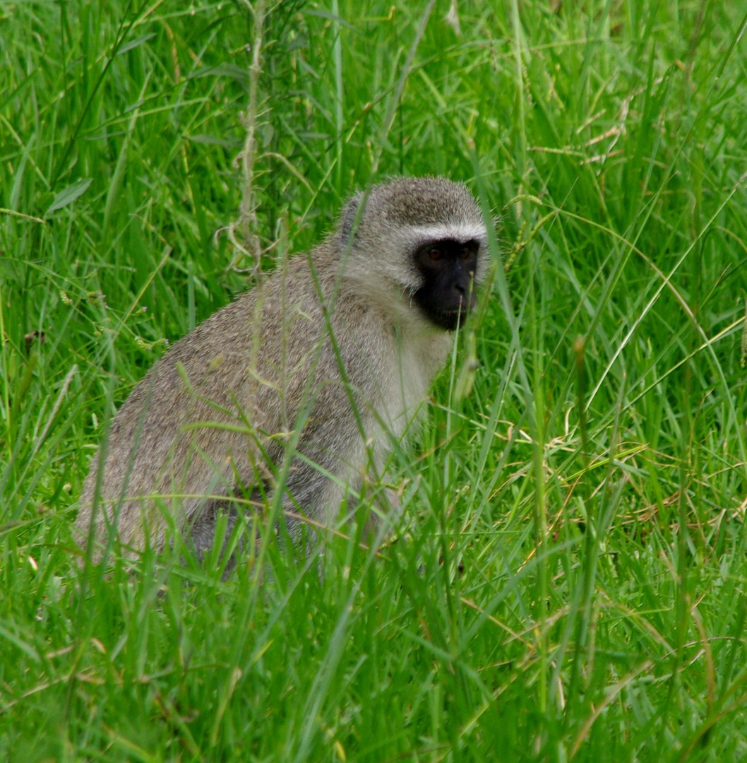 Meerkatze im NDEBELE Dorf