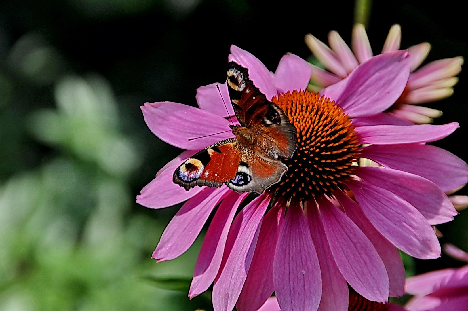 Schmetterling