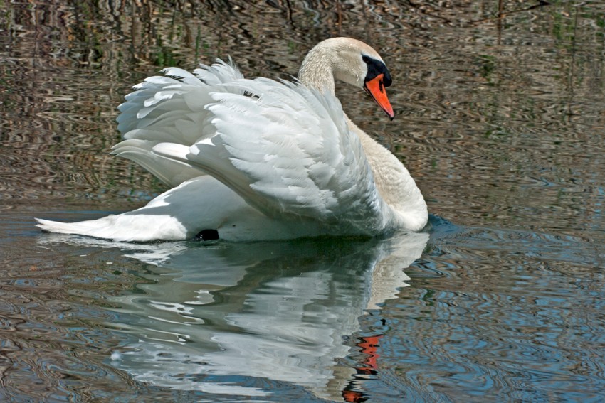 Schwan beim vorbei schwimmen