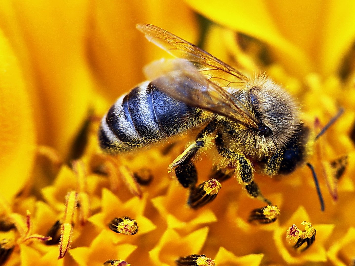 Bienchen bei der Arbeit
