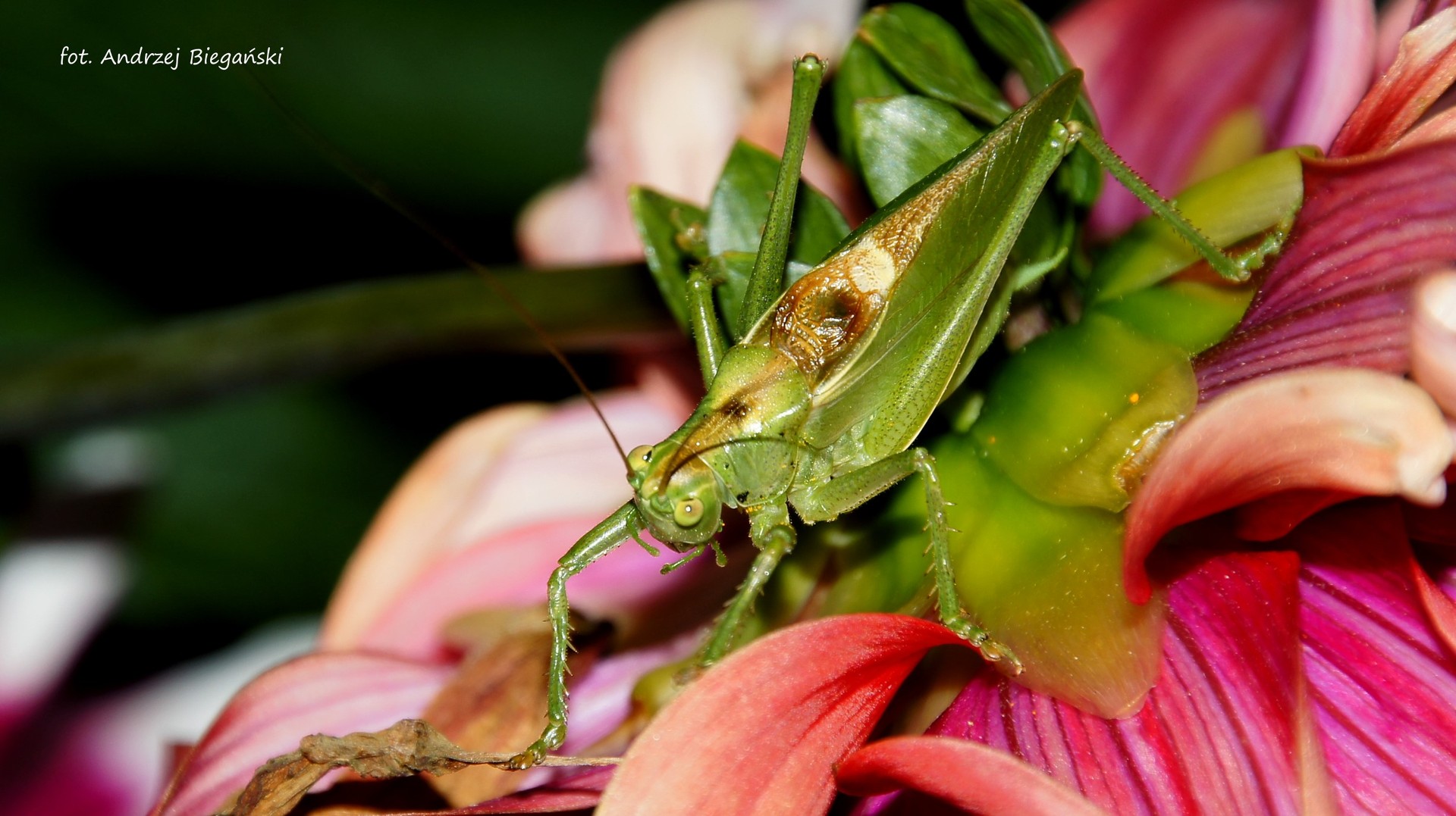 Pasikonik - Grashüpfer - cicada