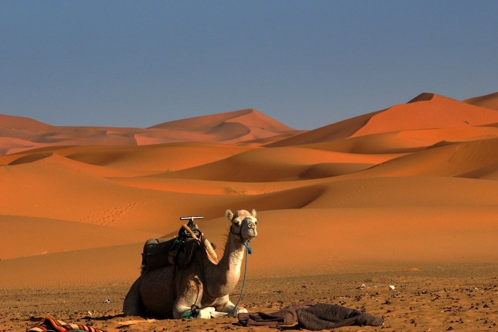 Sahara (3)