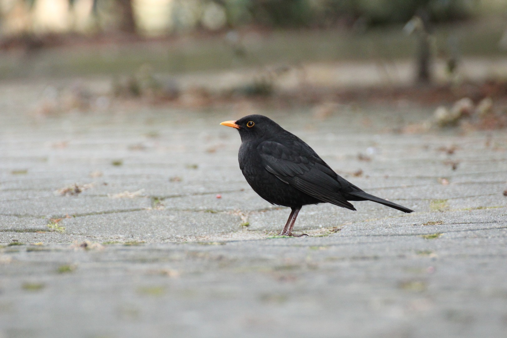 Amsel-Männchen