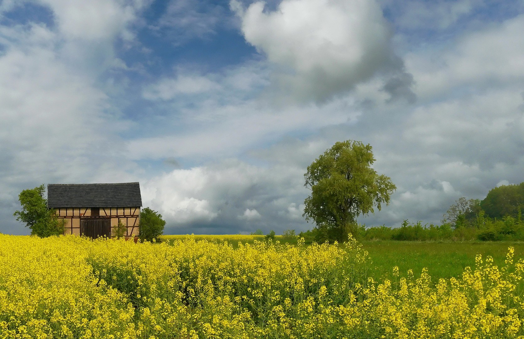 Rapsfeld und Wolken