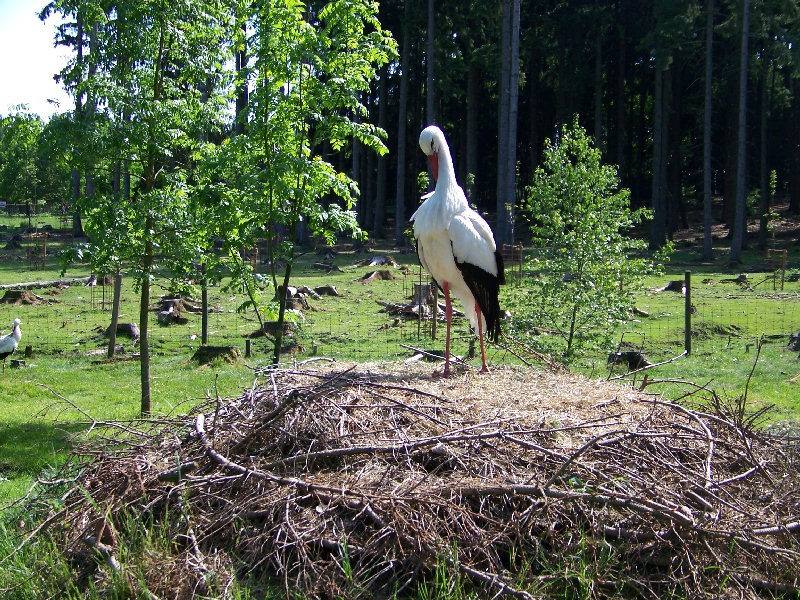 Storch seht auf seinem Nest
