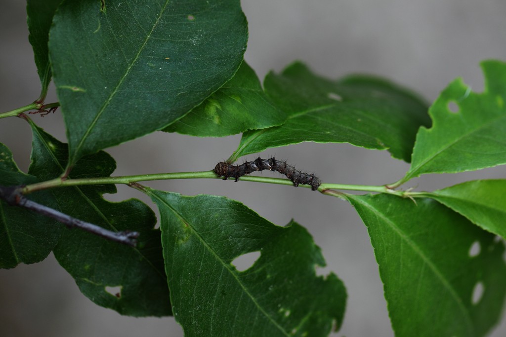 Insekten tarnen sich