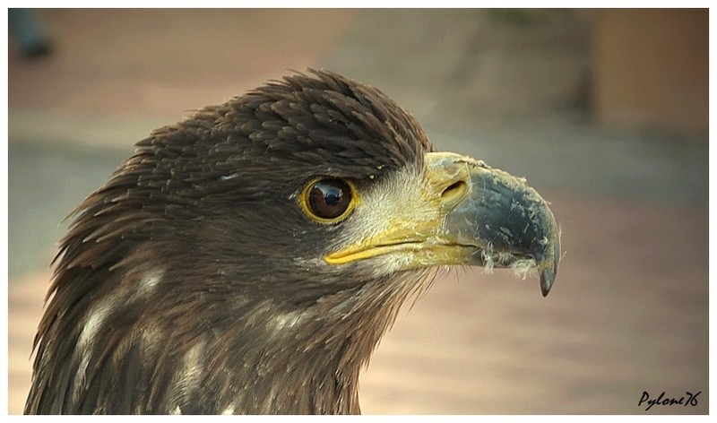 L'aigle