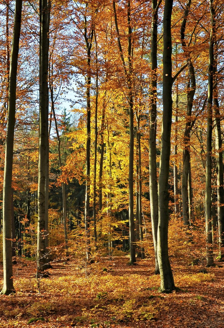 goldener Herbst 1