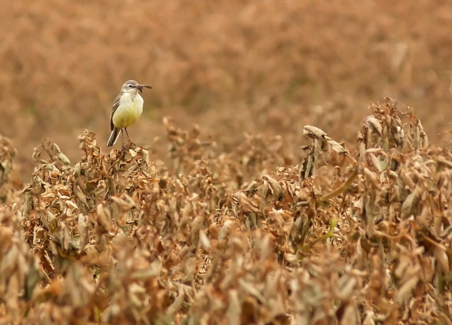 Vogel im Kartoffelfeld