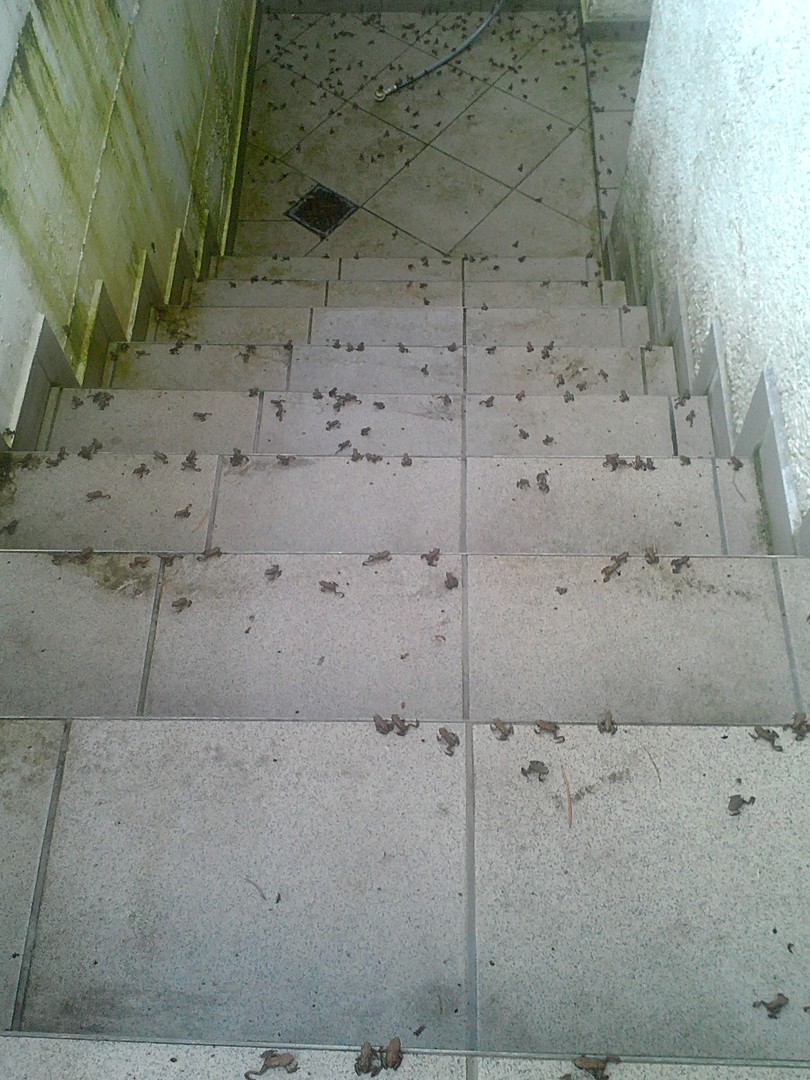 Froschinvasion