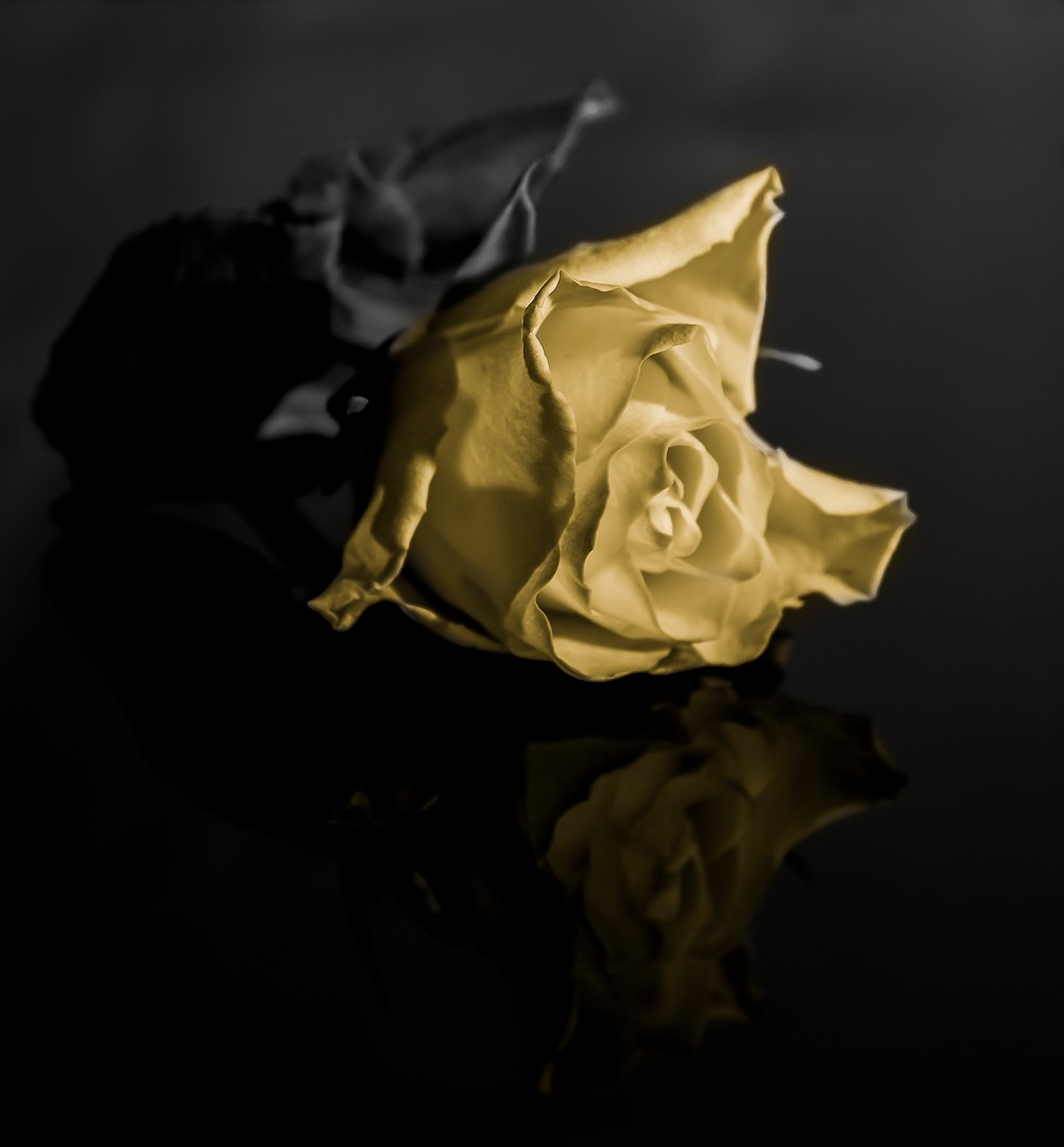 Meine Rose