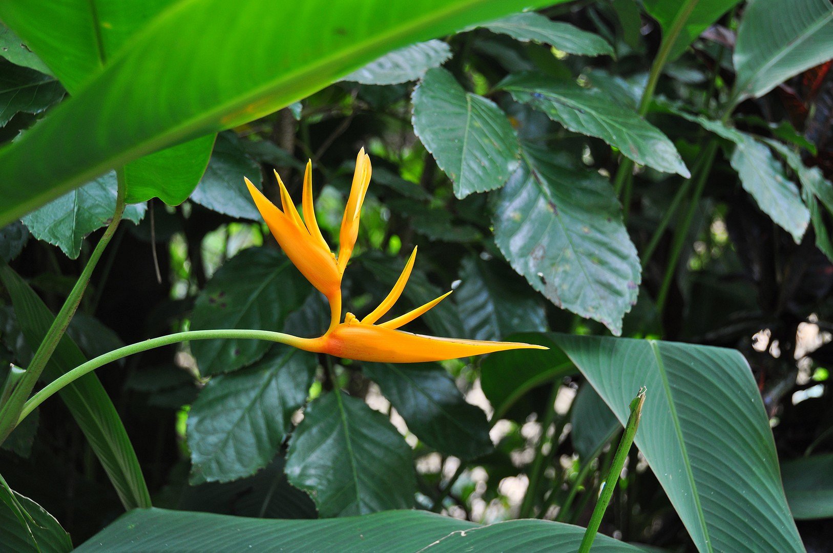Yellow Bird of Paradise