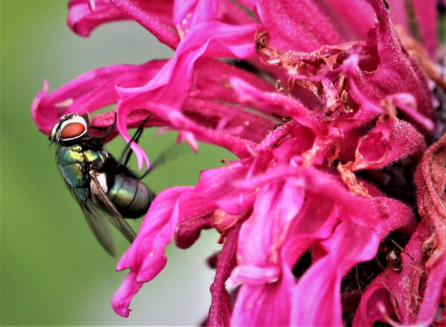 Hi Fly!