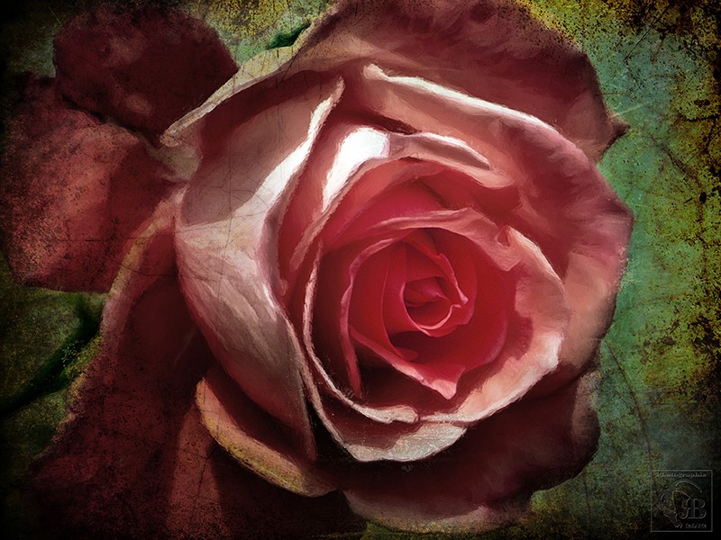 old rose