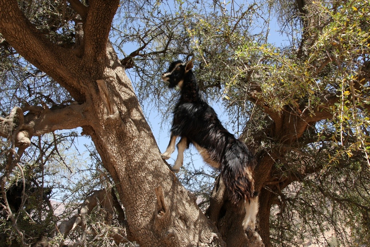 Ziegenweide mal ganz anders