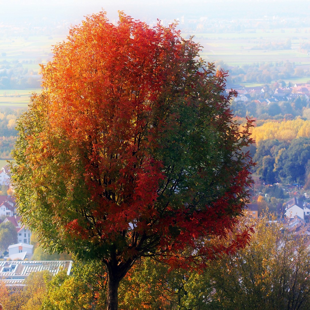buntes Blätterkleid