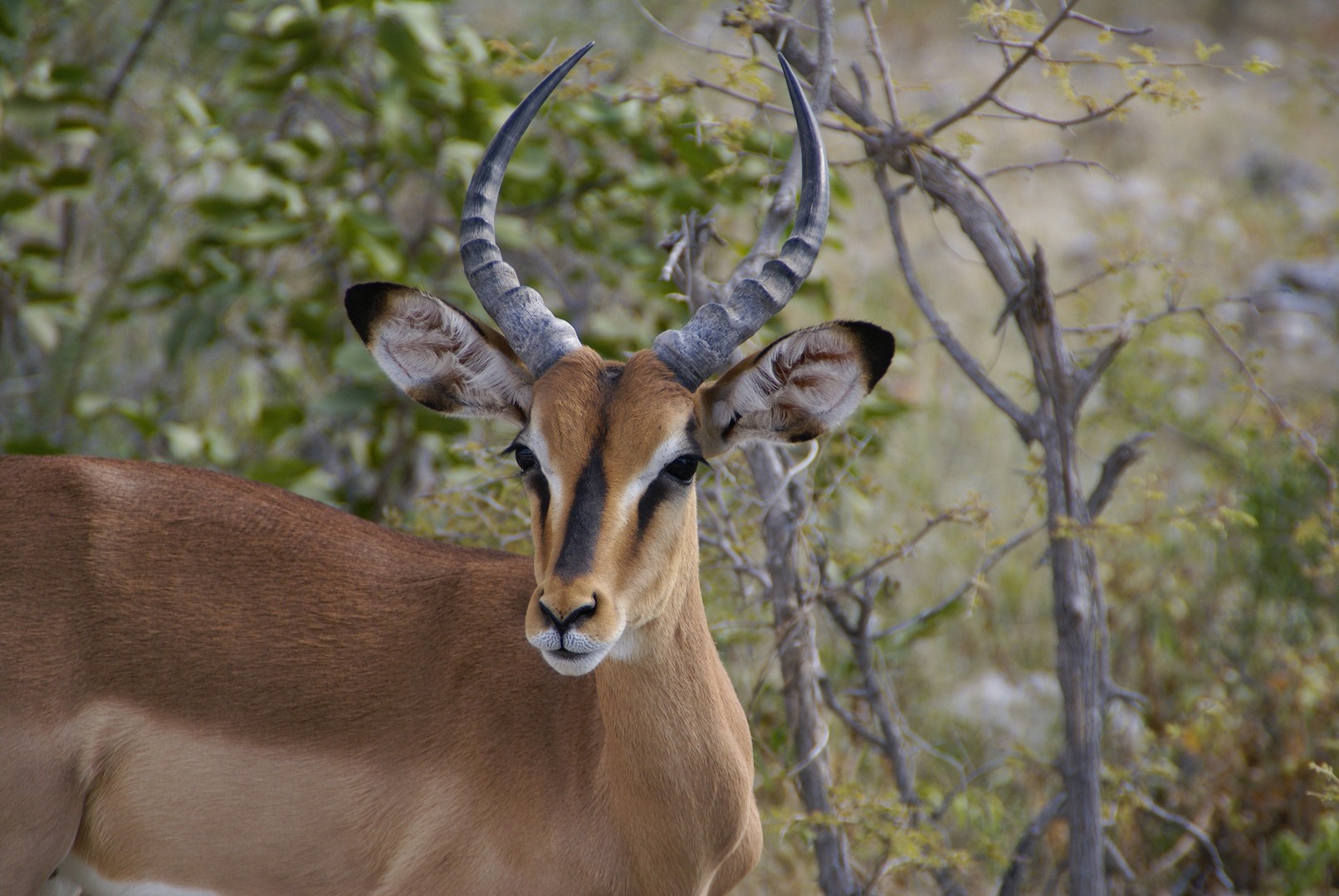 Schwarznasenimpala
