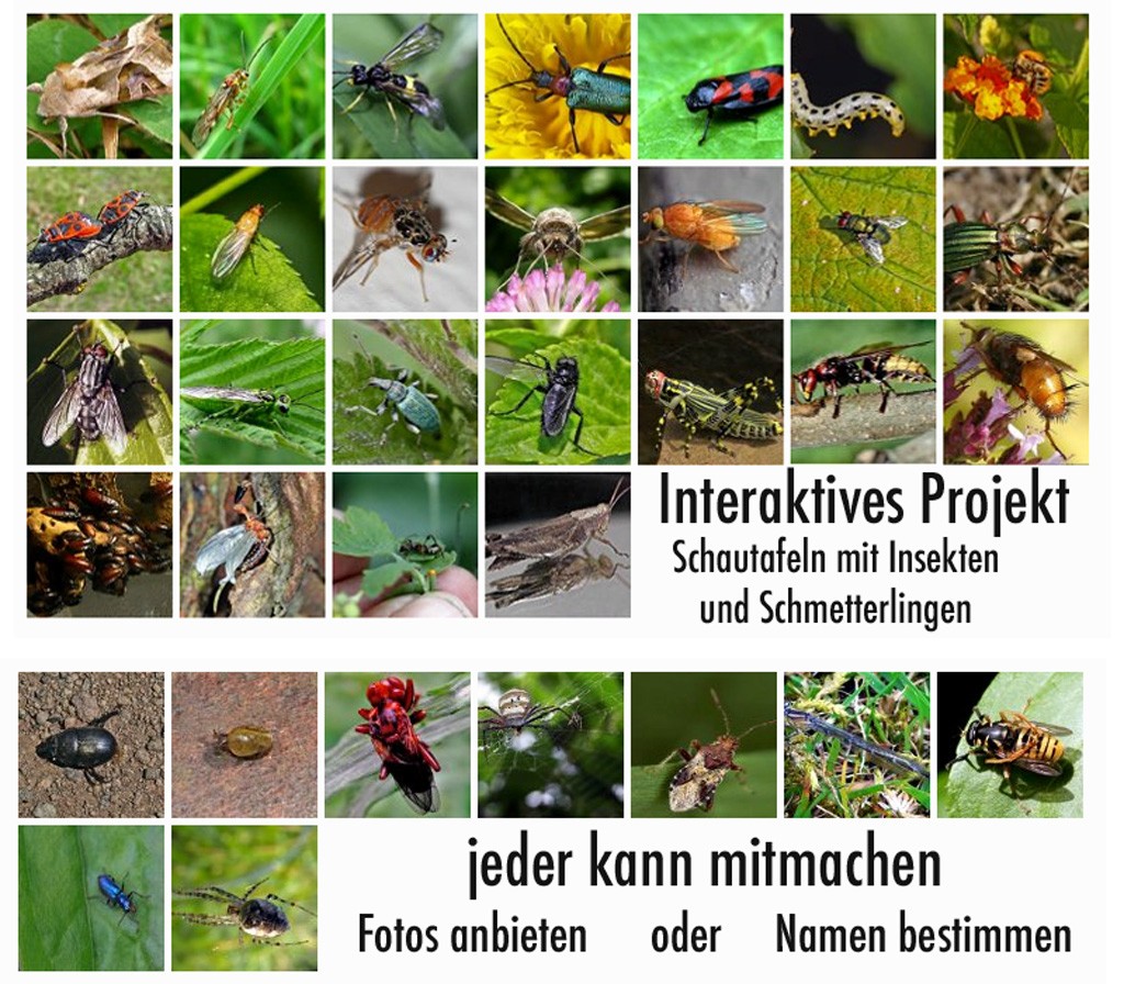 Insekten