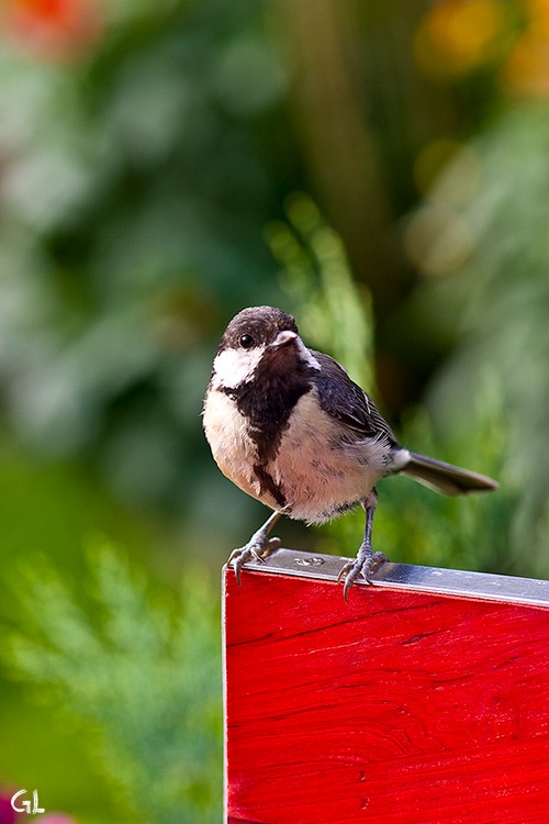 Seht her, ich bin eine Kohlmeise!