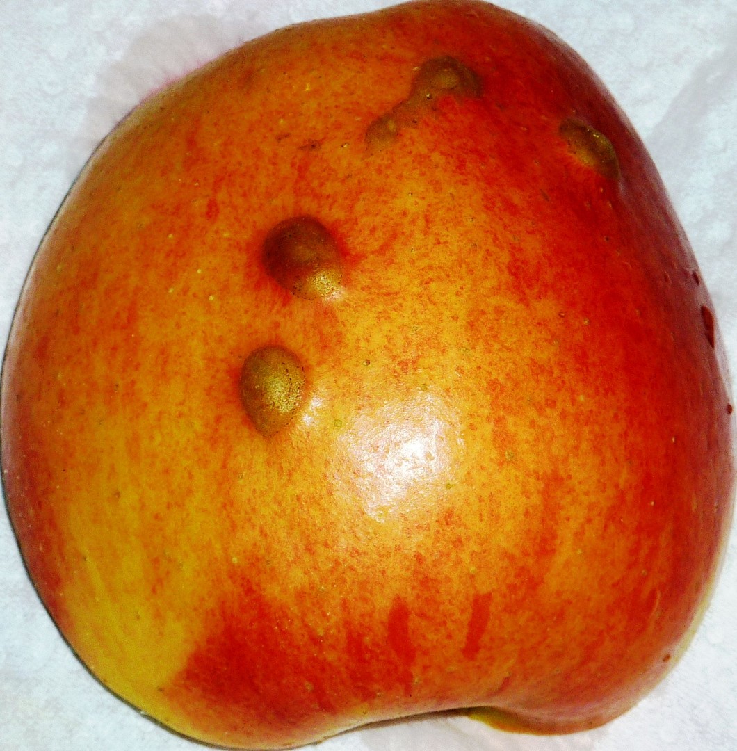 Nouvelle variétés de pomme.