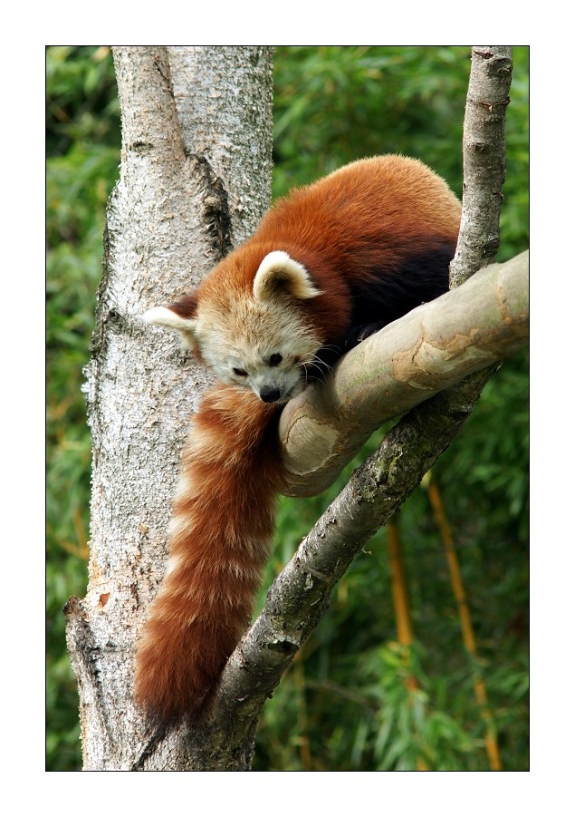 Roter Panda