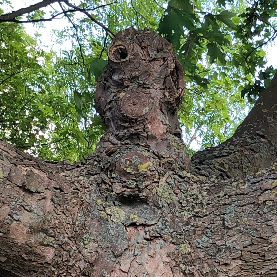 Baum: Herr Grummel