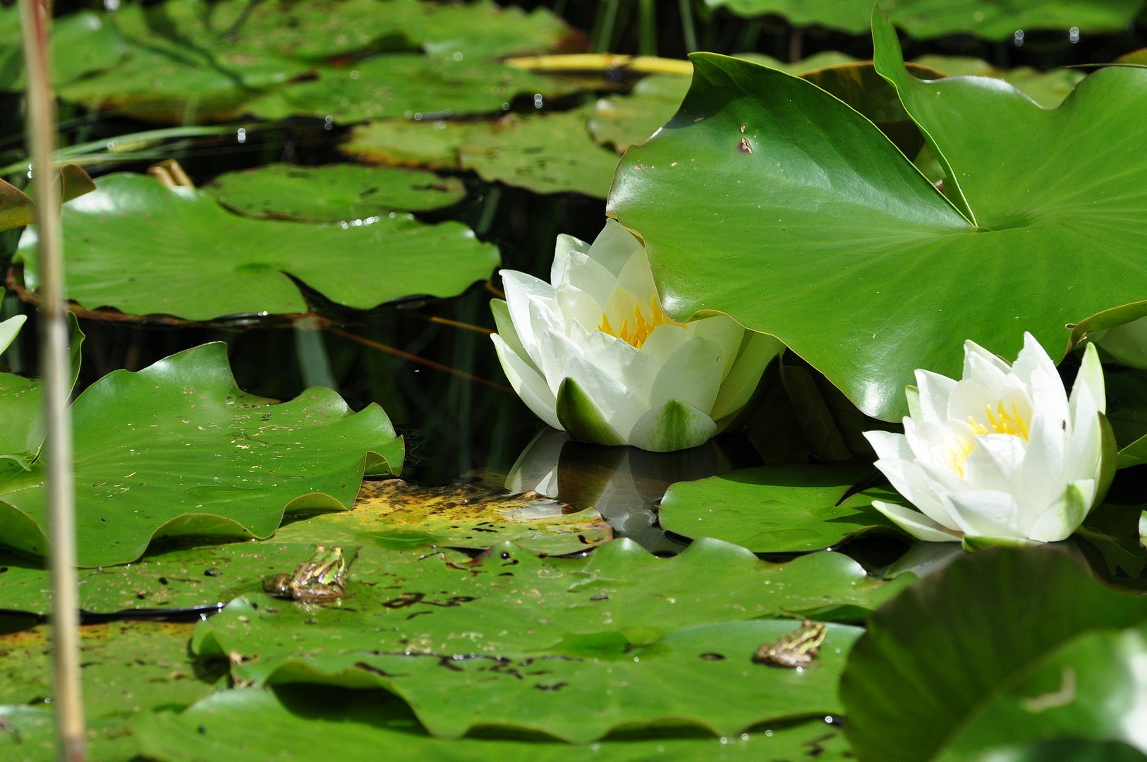 2 Frösche und Seerose