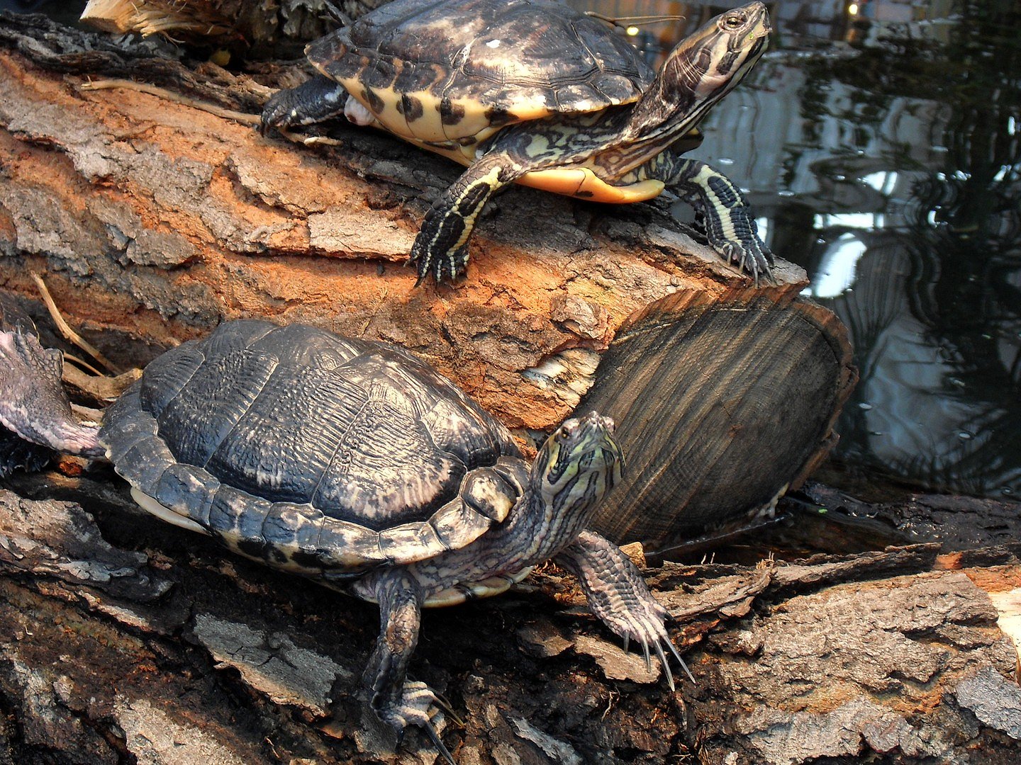 Schildkröten
